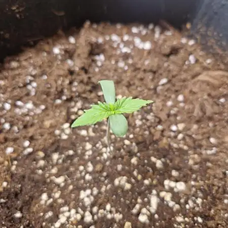 Strawberry Gorilla Auto