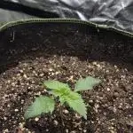 First diary/ Pound Cake Auto-Fastbuds