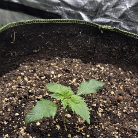 First diary/ Pound Cake Auto-Fastbuds