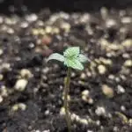 First diary/ Pound Cake Auto-Fastbuds