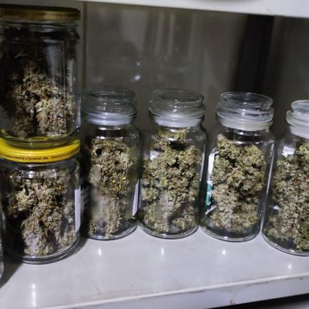 Primeiro Cultivo