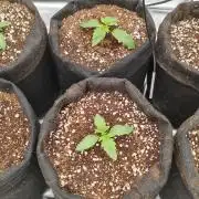 6 - Red Red Wine - Perfect Tree