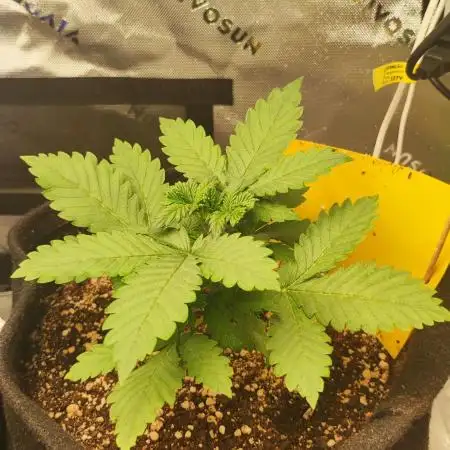 FASTBERRY BY FastBuds