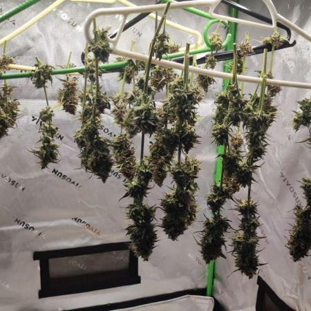Zombie Kush Auto