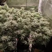 6 - Red Red Wine - Perfect Tree