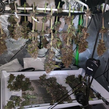 FASTBERRY BY FastBuds