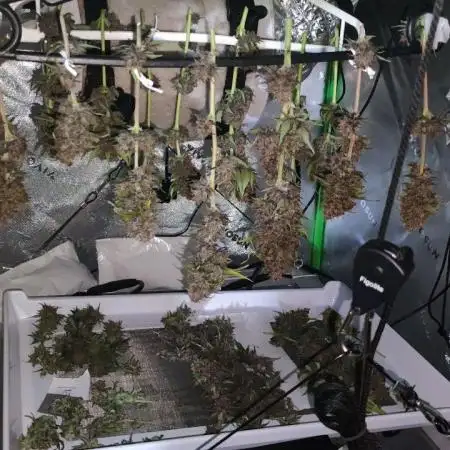 FASTBERRY BY FastBuds