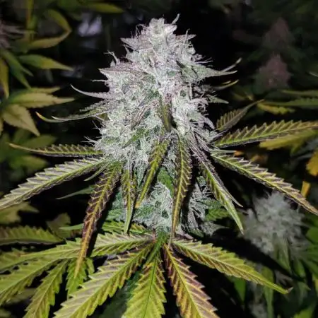 Zombie Kush Auto