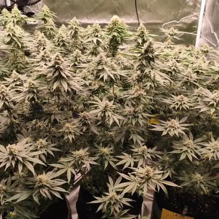 6 - Red Red Wine - Perfect Tree