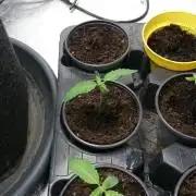 Dutch Passion Growing Competition 2026 B