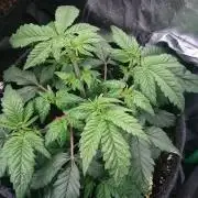 Bagseed BloodDragon lastone