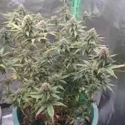 Lady Magyklenia