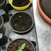 Dutch Passion Growing Competition 2026 A