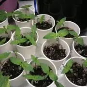 Zaravella MotherStrain