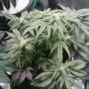 Bagseed BloodDragon lastone
