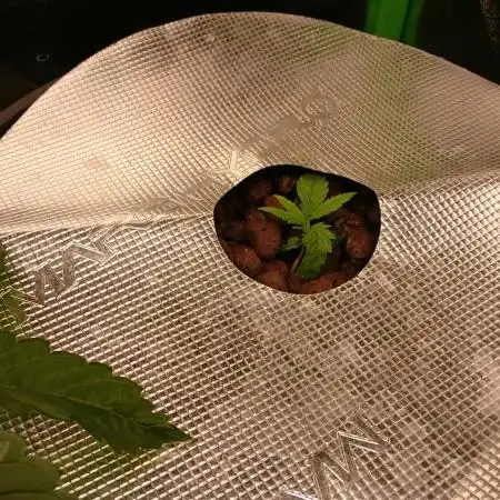 2025 Global Autoflowering Competition