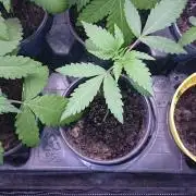 Dutch Passion Growing Competition 2026 A