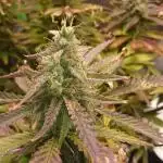 My First Fastbuds