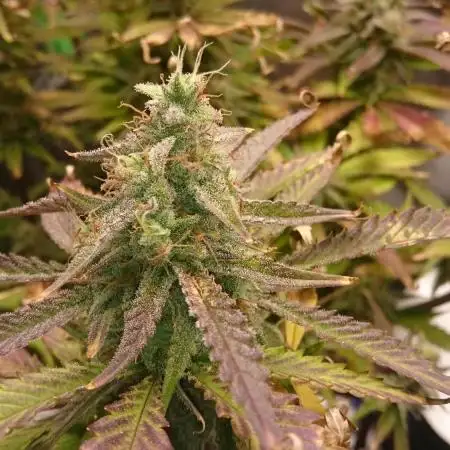 My First Fastbuds