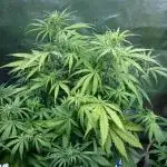 Dutch Passion Growing Competition 2025
