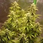 Dutch Passion Growing Competition 2025