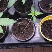 Dutch Passion Growing Competition 2026 A