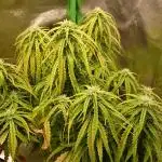 2025 Global Autoflowering Competition