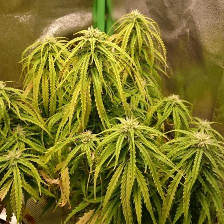 2025 Global Autoflowering Competition