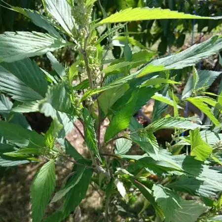 Variegated Delight (Male Outdoor)