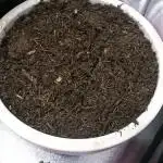 Bagseed BloodDragon lastone