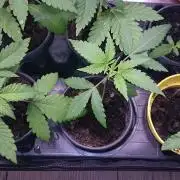 Dutch Passion Growing Competition 2026 A