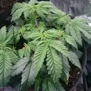 Bagseed BloodDragon lastone