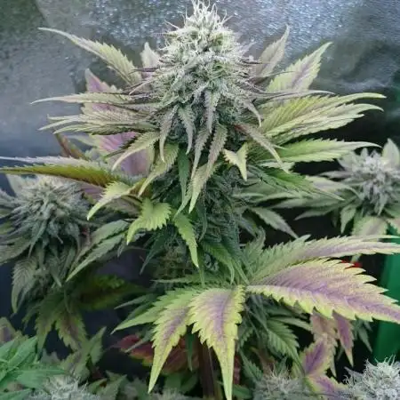 Photo contest Dutch Passion & Super Sativa Seed Club