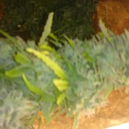 2025 Global Autoflowering Competition