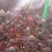 Lady Ambrosia