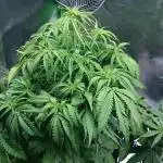 My First Fastbuds