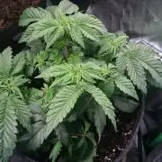 Bagseed BloodDragon lastone