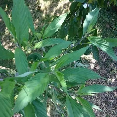 Variegated Delight (Male Outdoor)