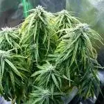 2025 Global Autoflowering Competition