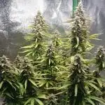 Dutch Passion Growing Competition 2025