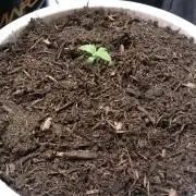 Bagseed BloodDragon lastone