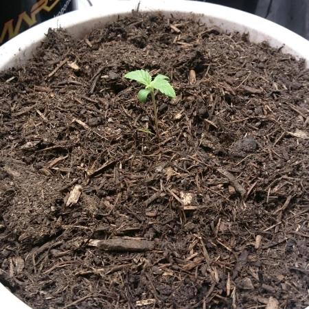 Bagseed BloodDragon lastone