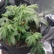 Bagseed BloodDragon lastone