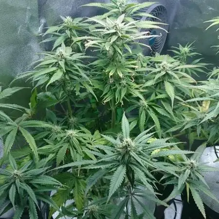 My First Fastbuds