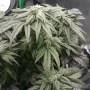 Bagseed BloodDragon lastone