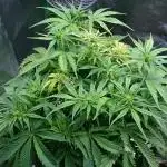 My First Fastbuds