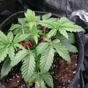 Bagseed BloodDragon lastone