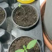 Dutch Passion Growing Competition 2026 A