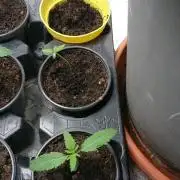 Dutch Passion Growing Competition 2026 A