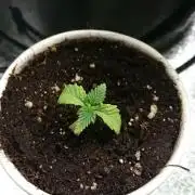 Bagseed BloodDragon lastone